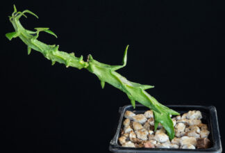Ceropegia simoneae A