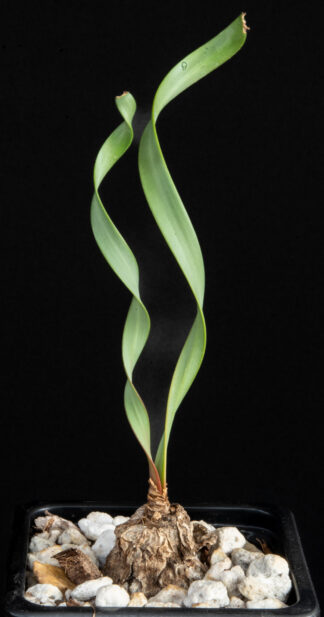 Cyrtanthus smithiae A