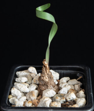 Cyrtanthus smithiae B