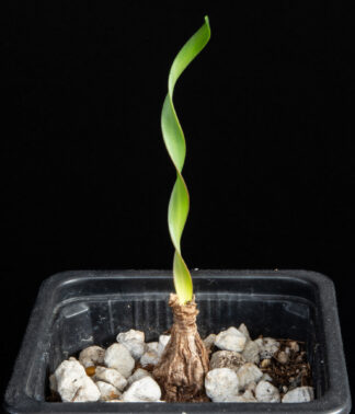 Cyrtanthus spiralis A