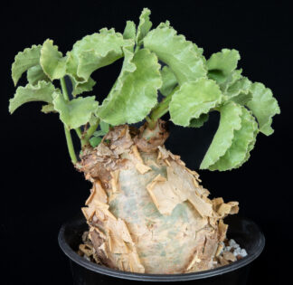 Cyphostemma uter macropus A