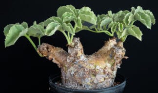 Cyphostemma uter macropus E