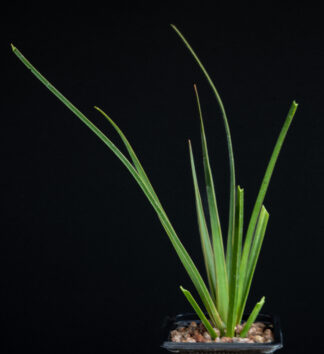 Dracaena cinnabari B