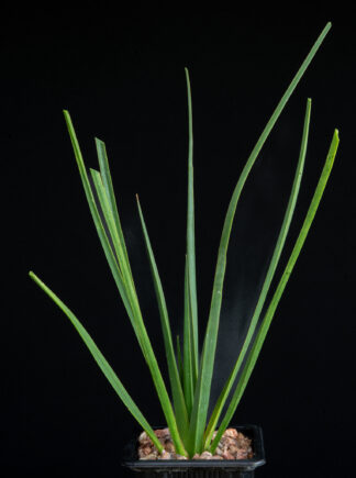 Dracaena cinnabari D