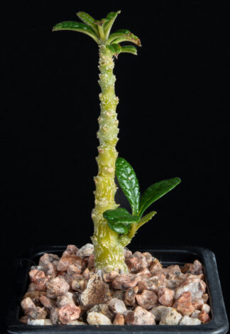 Dorstenia gigas B