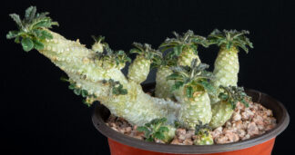Dorstenia lavrani
