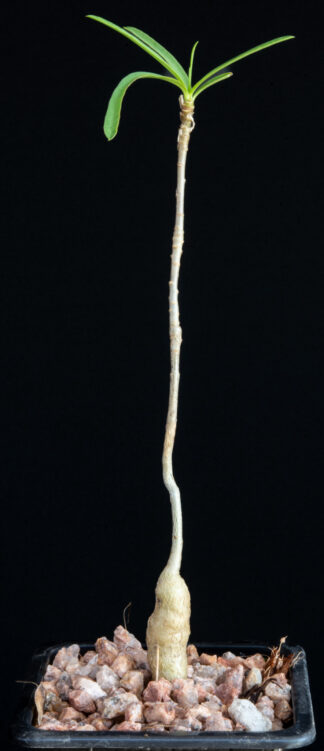 Euphorbia hedyotoides A