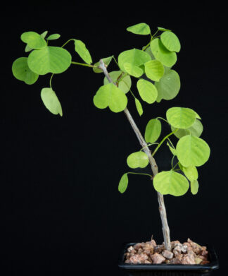 Euphorbia misera A