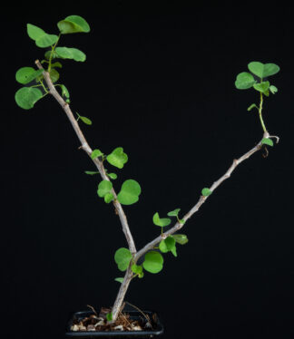 Euphorbia misera B