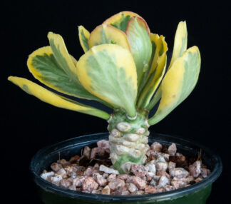 Euphorbia poissonii variegated A