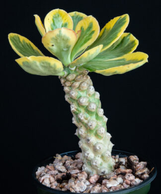 Euphorbia poissonii variegated C