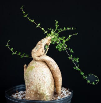Fockea edulis B