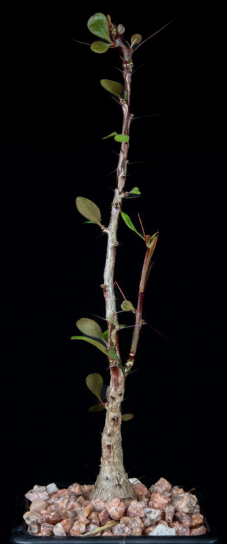Fouquieria fasciculata A