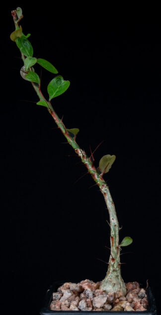 Fouquieria fasciculata B