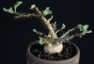Jatropha marginata A