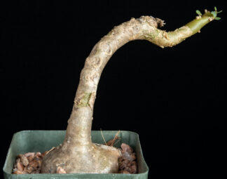 Othonna triplinervia A