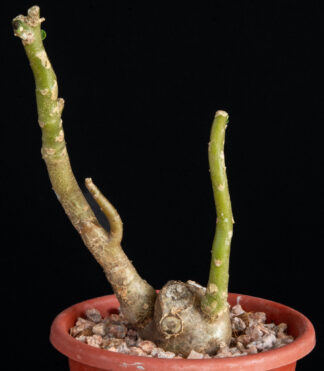 Othonna triplinervia B