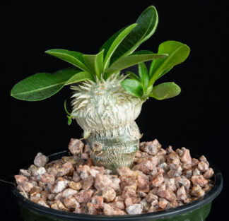 Pachypodium brevicaule B