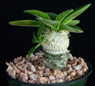 Pachypodium brevicaule D