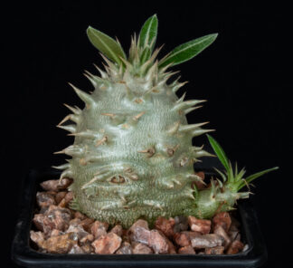Pachypodium horombense A