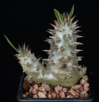 Pachypodium horombense B