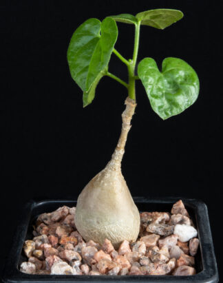 Pyrenacantha malvifolia B