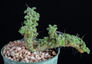 Sarcocaulon patersonii C