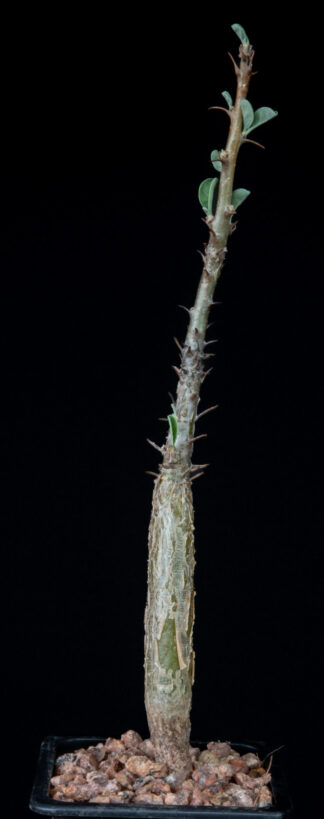 Sesamothamnus lugardii B