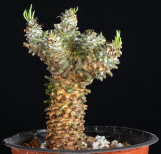 Tylecodon wallichii A