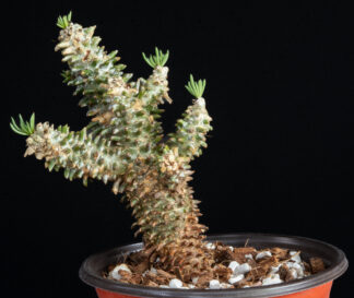 Tylecodon wallichii B